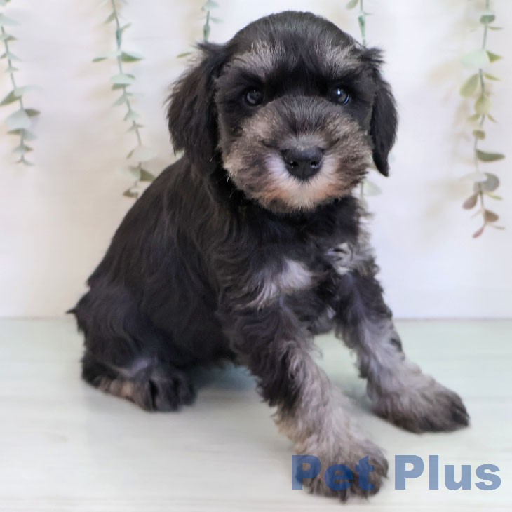 ミニチュア・シュナウザーの写真2