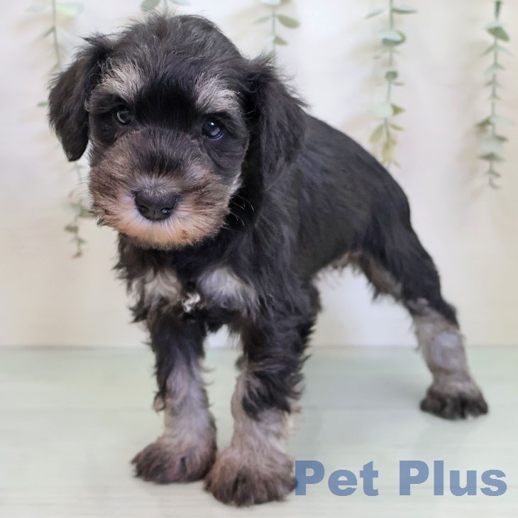 ミニチュア・シュナウザー