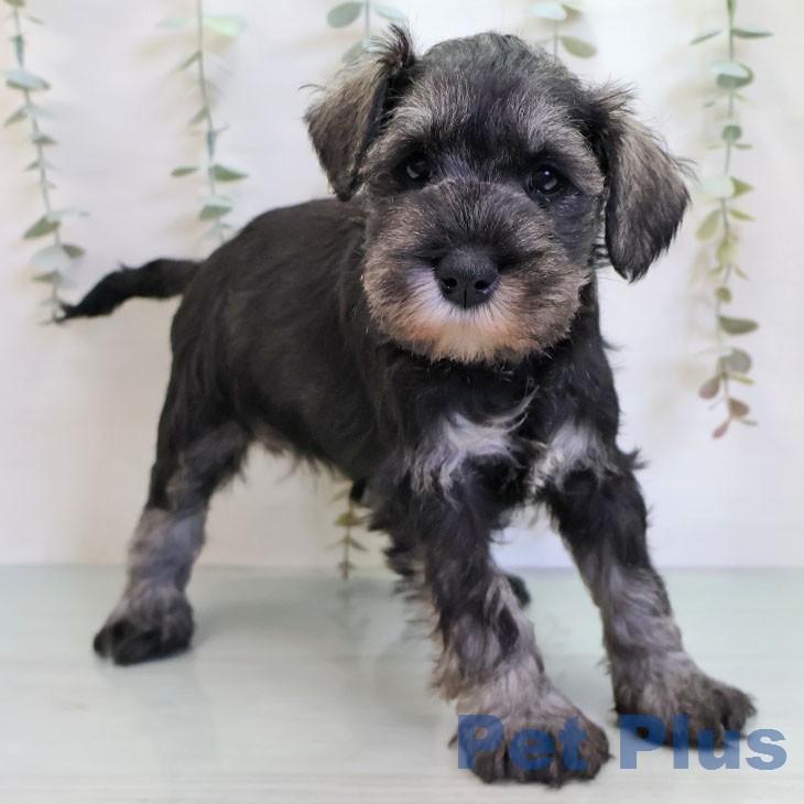 ミニチュア・シュナウザー