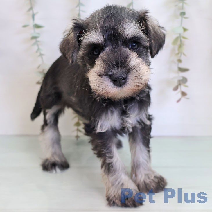 ミニチュア・シュナウザー