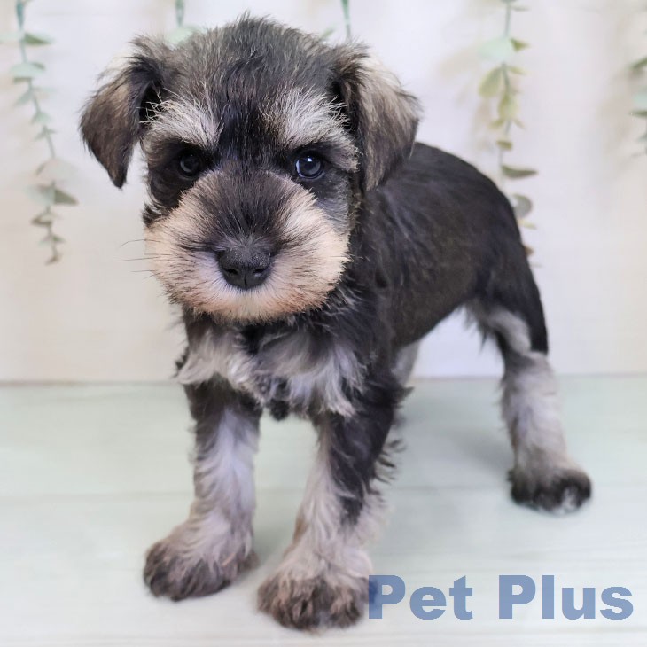 ミニチュア・シュナウザー