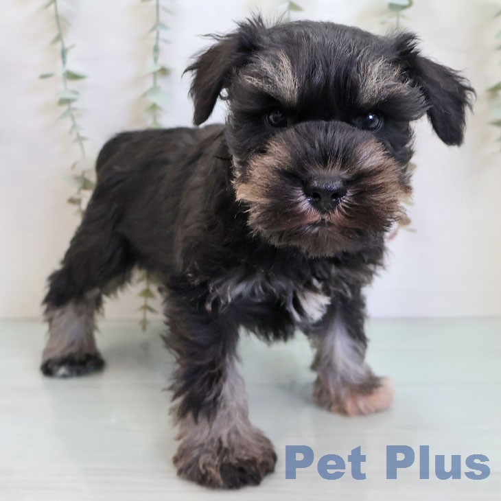 ミニチュア・シュナウザー