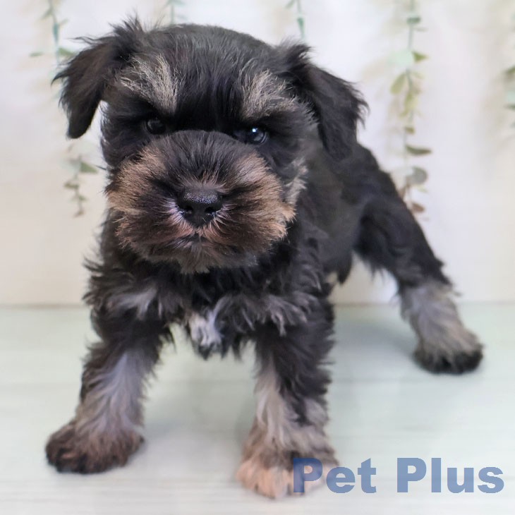 ミニチュア・シュナウザー