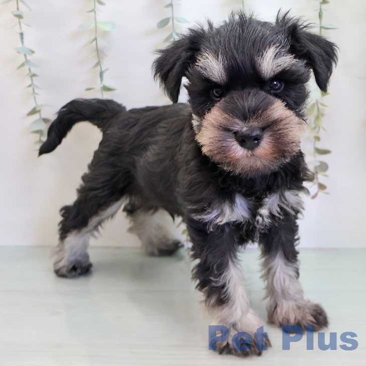 ミニチュア・シュナウザー