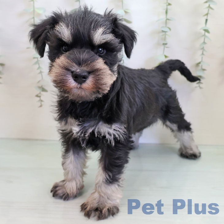 ミニチュア・シュナウザー