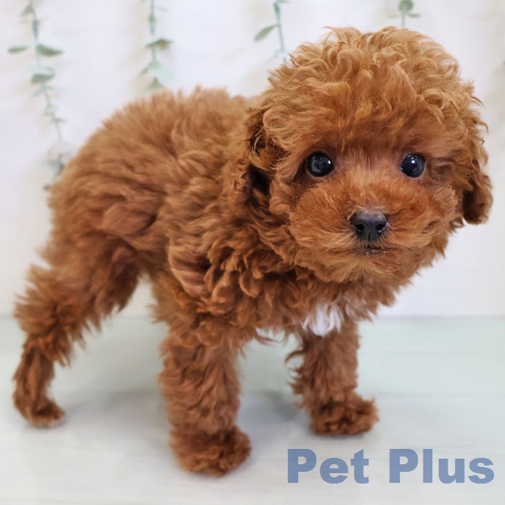 トイ・プードル