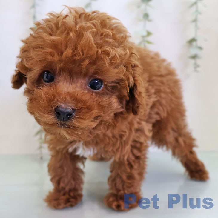 トイ・プードルの写真2