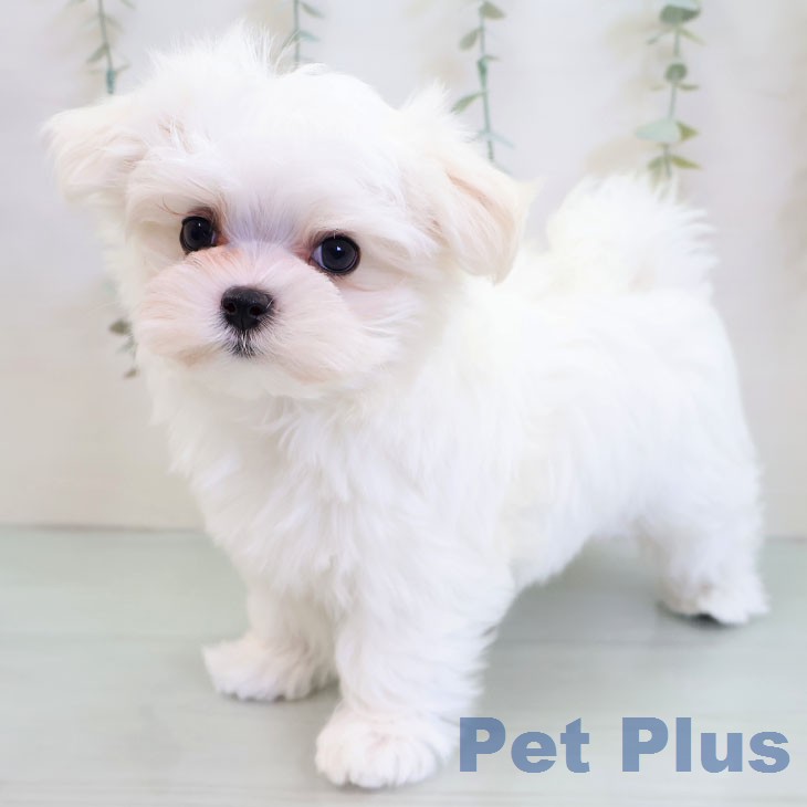 マルチーズの写真2