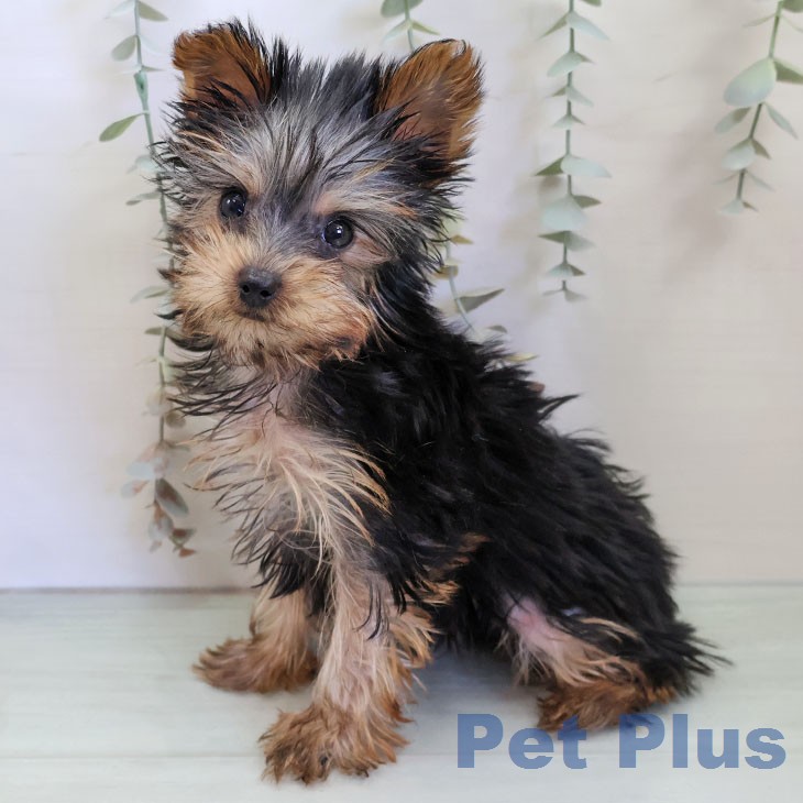 ヨークシャー・テリア