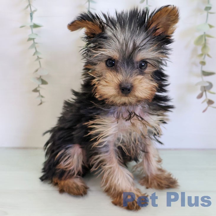 ヨークシャー・テリアの写真2