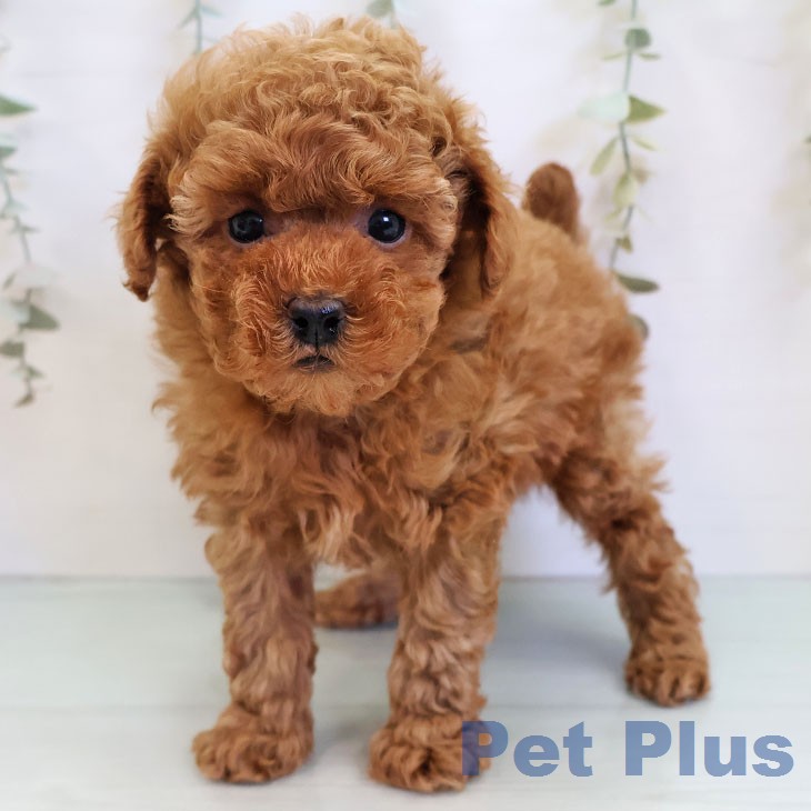 トイ・プードル