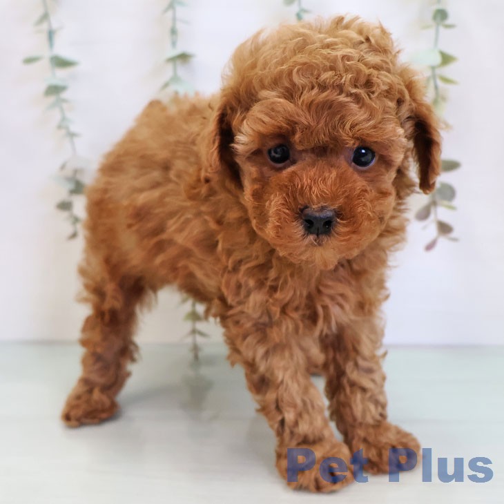 トイ・プードルの写真2