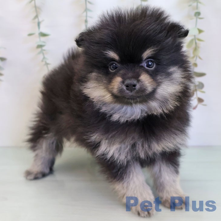ポメラニアンの写真2