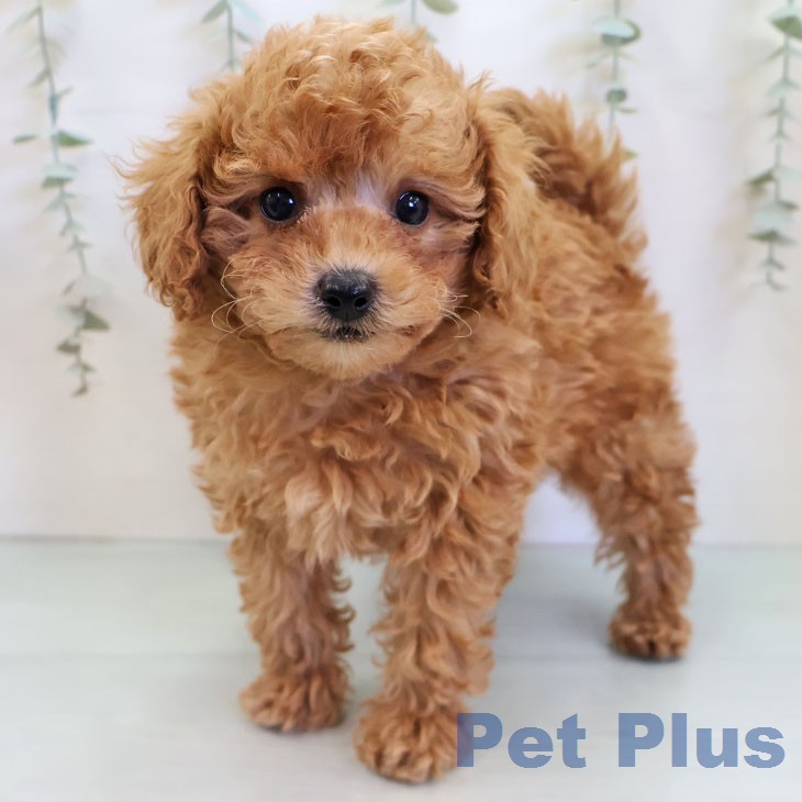 トイ・プードル