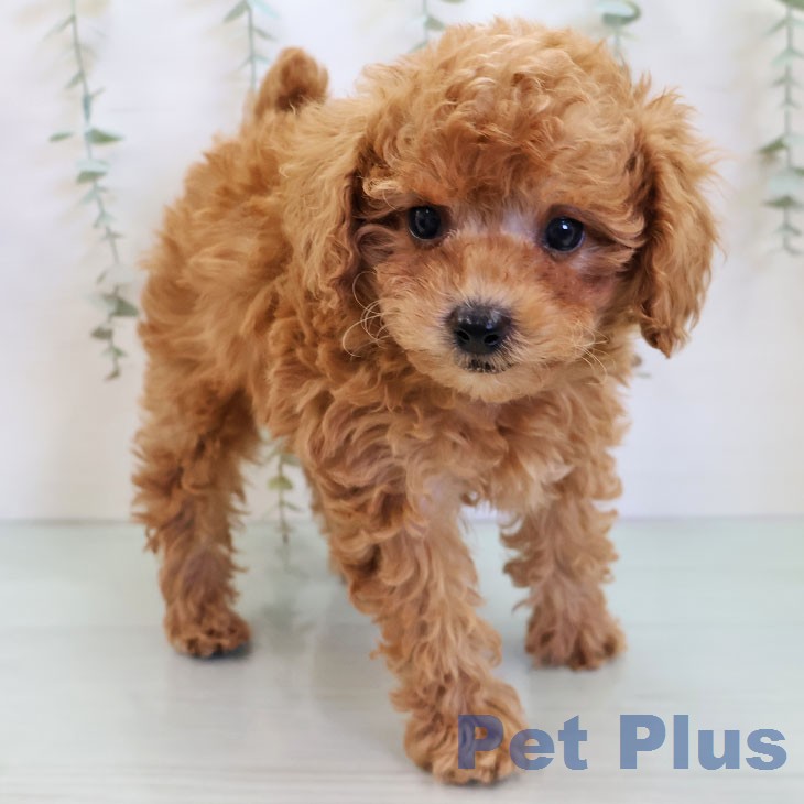 トイ・プードルの写真2