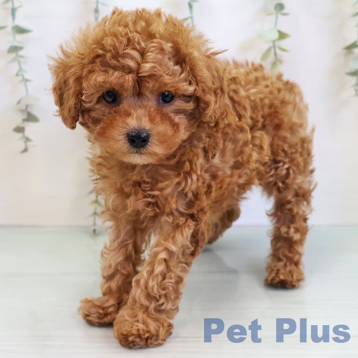 トイ・プードル