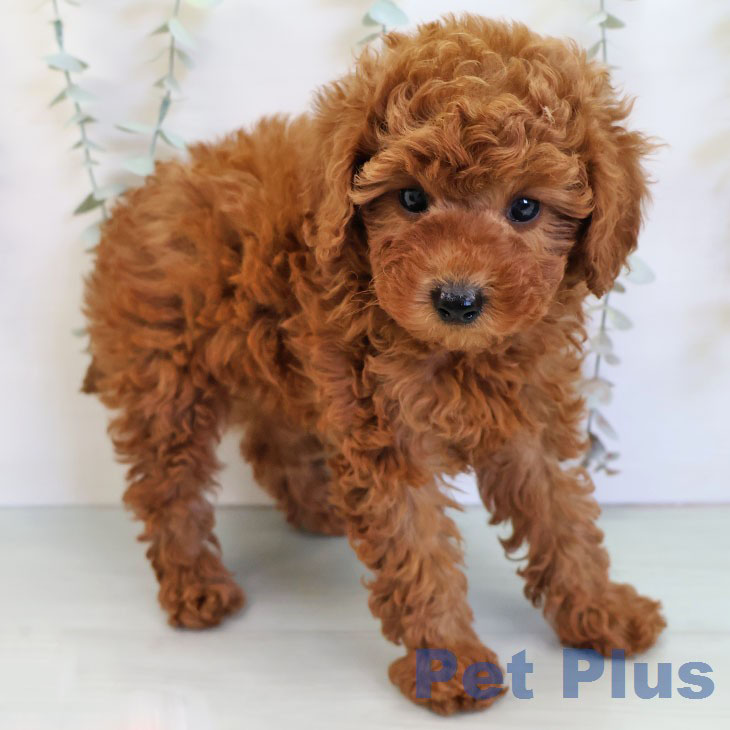 トイ・プードル