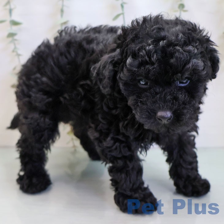 トイ・プードル