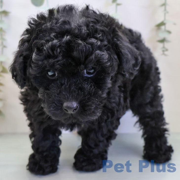 トイ・プードルの写真2