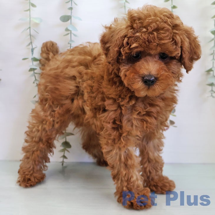 トイ・プードル