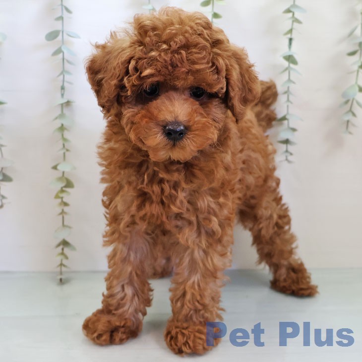 トイ・プードルの写真2