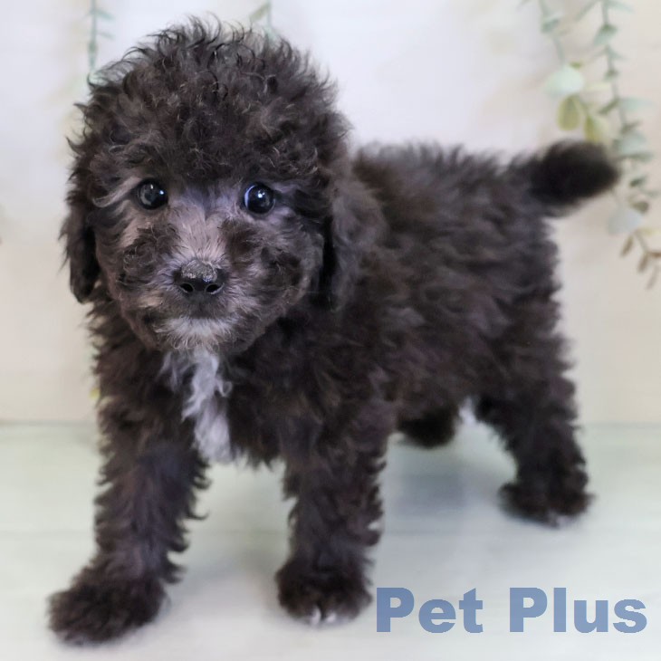 トイ・プードル