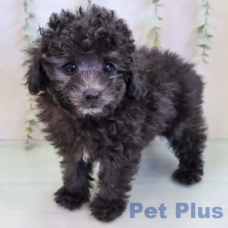 トイ・プードル