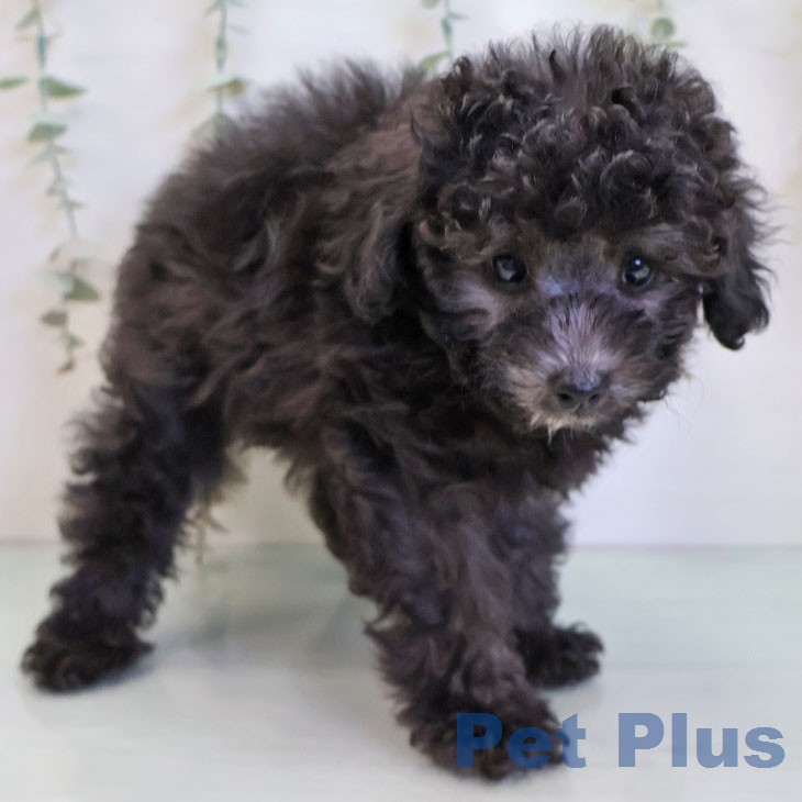 トイ・プードルの写真2