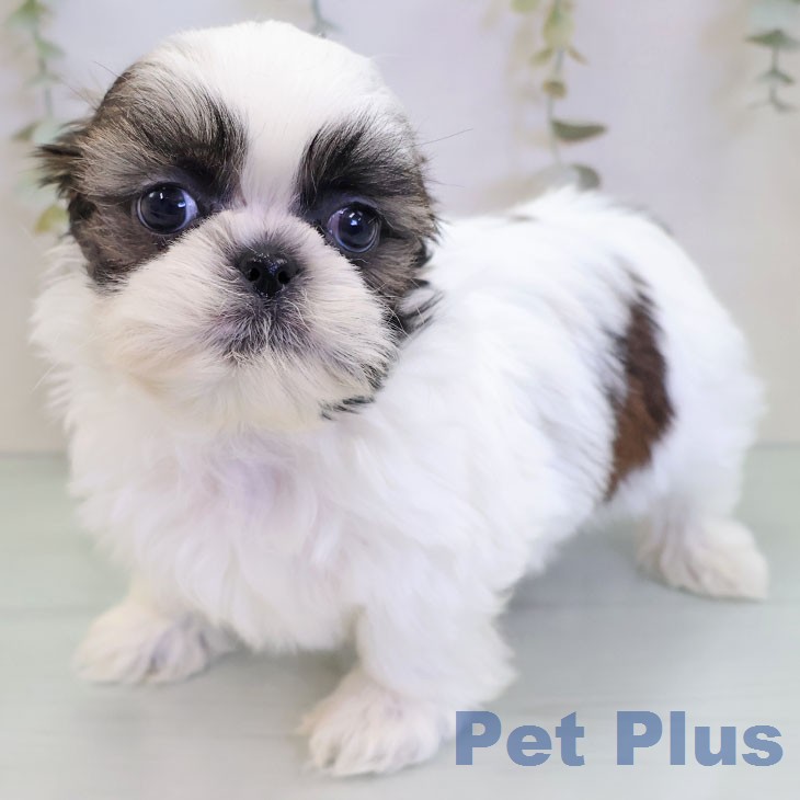 シー・ズーの写真2