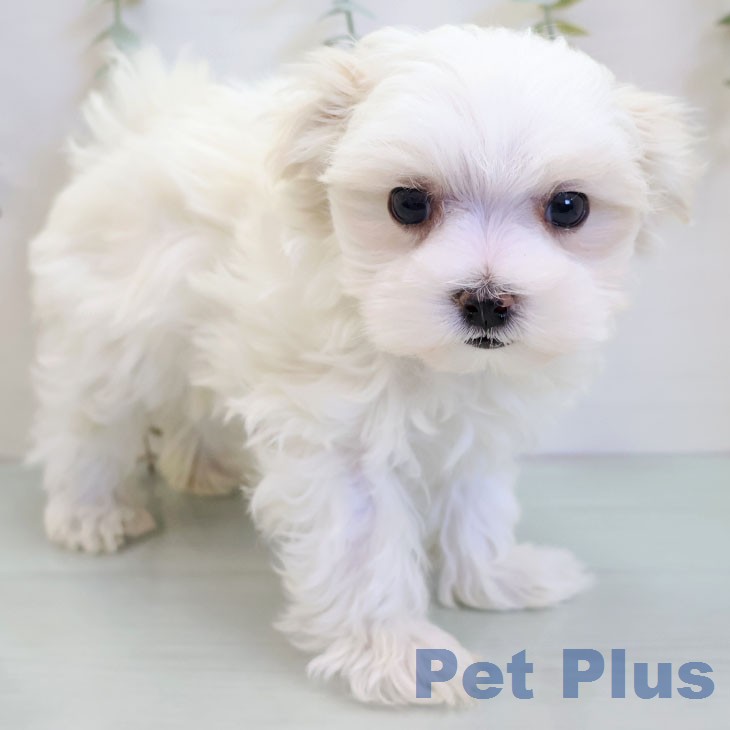 マルチーズの写真2