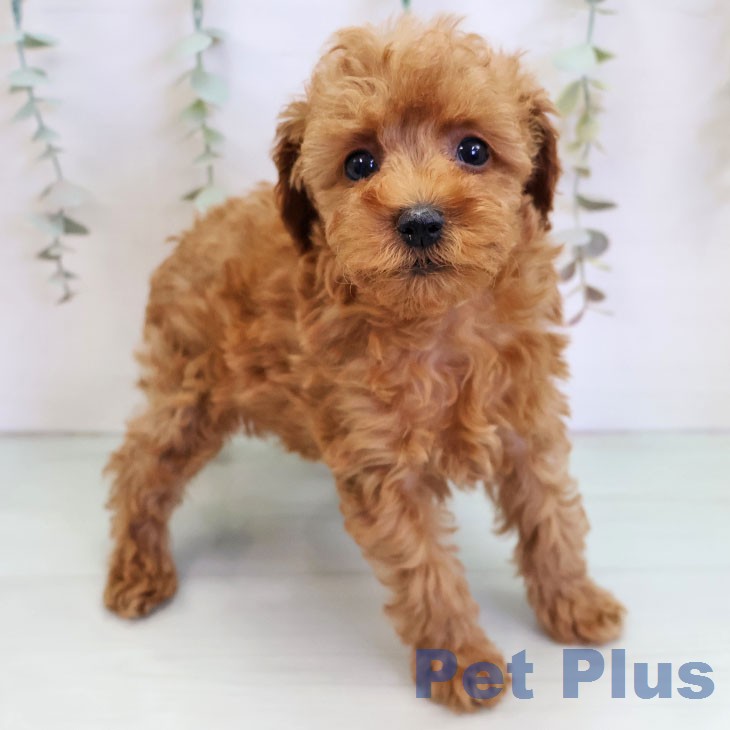 トイ・プードル