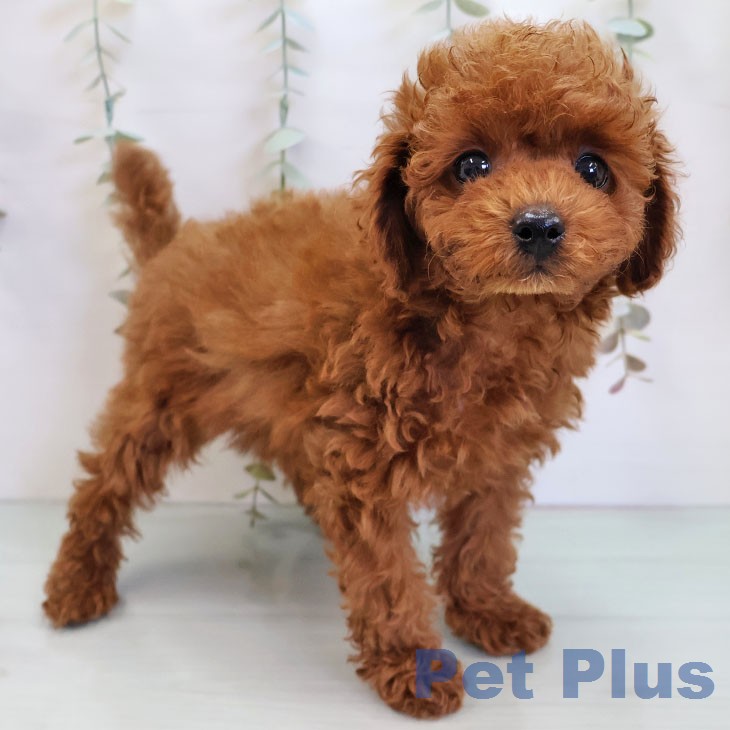 トイ・プードル