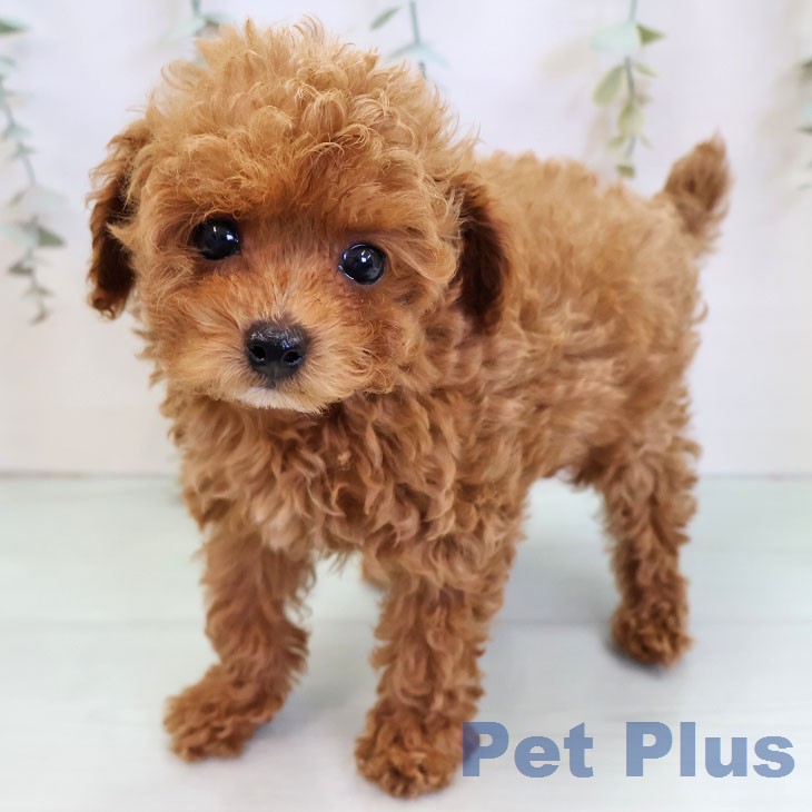 トイ・プードル