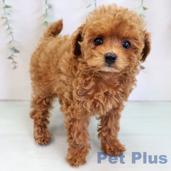 トイ・プードルの写真2