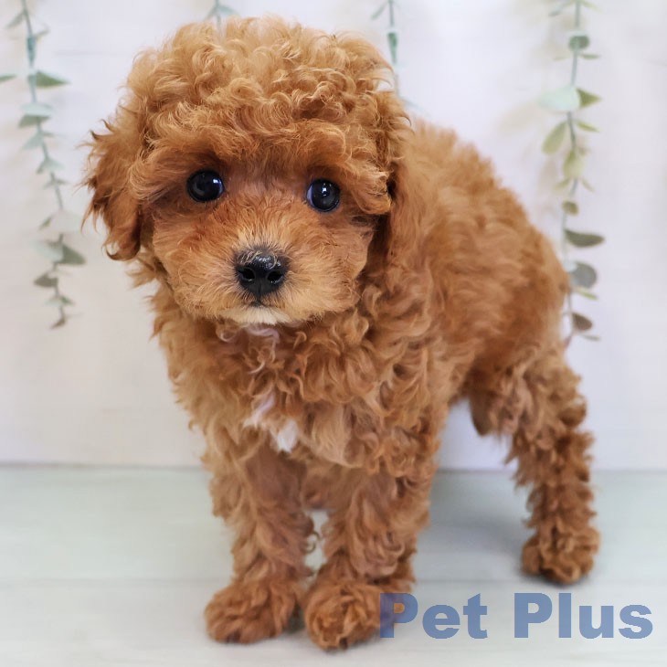 トイ・プードルの写真2