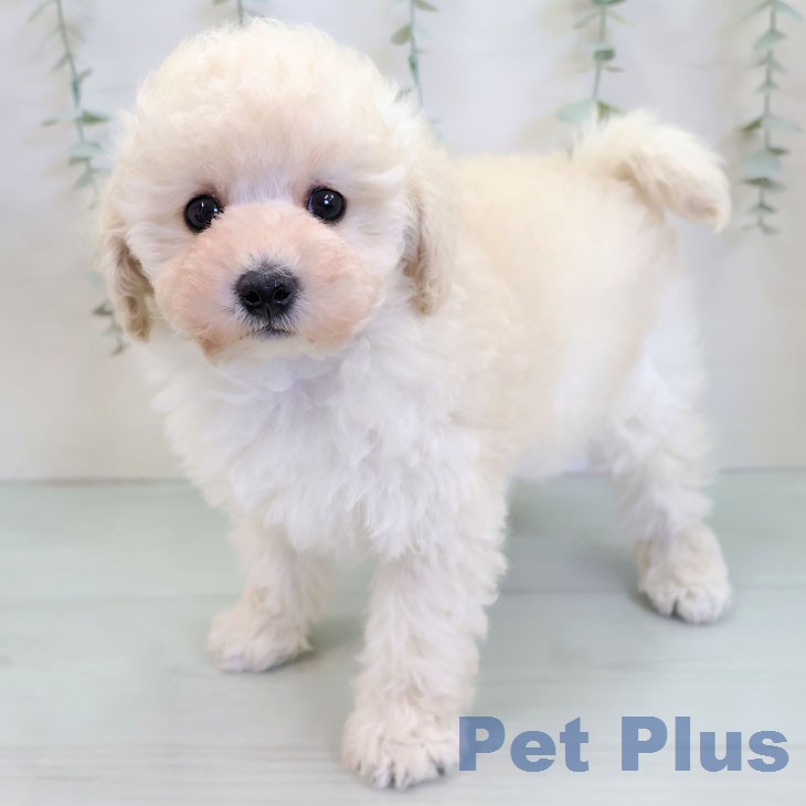 トイ・プードル