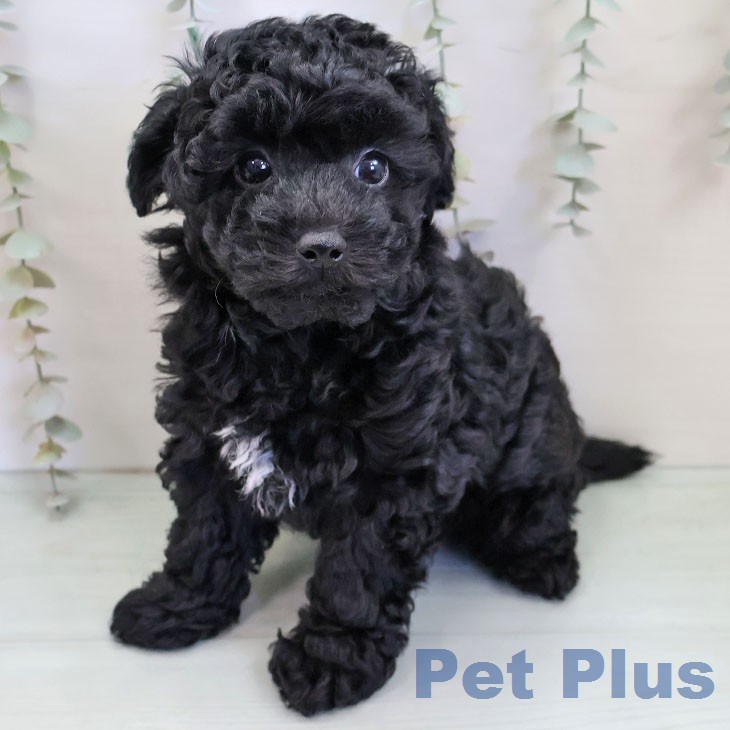 トイ・プードル