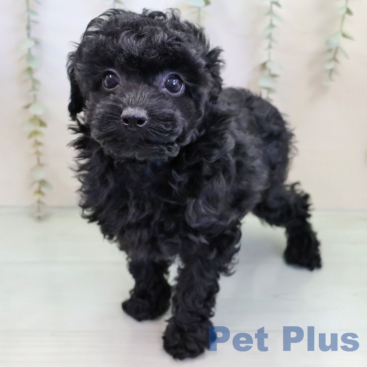 トイ・プードルの写真2