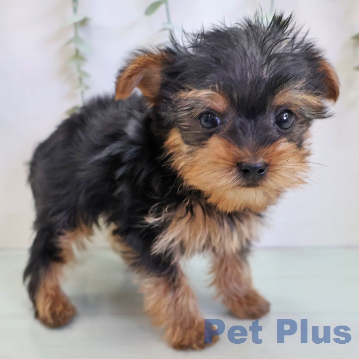 ヨークシャー・テリア