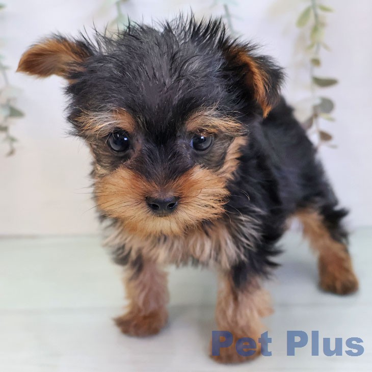 ヨークシャー・テリア