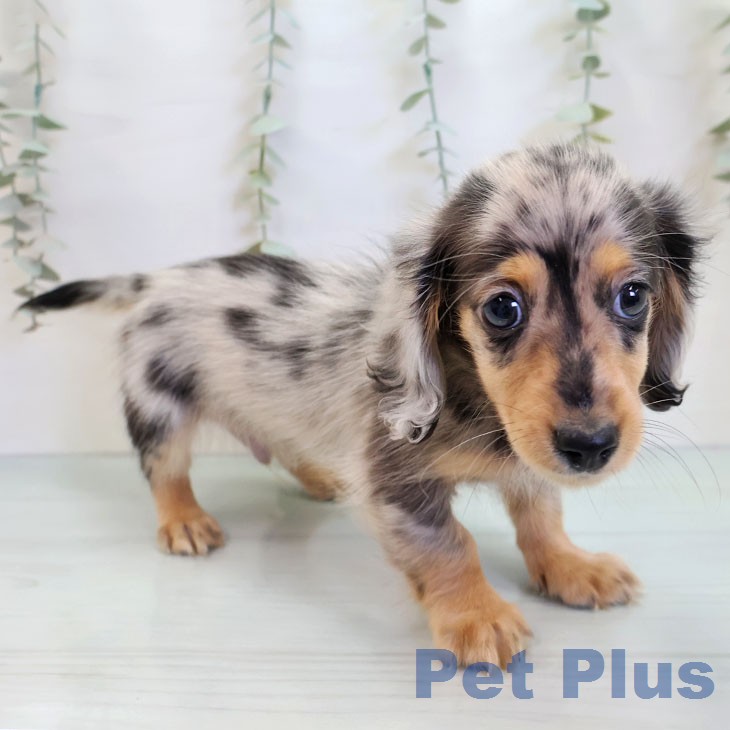 ミニチュア・ダックスフンド