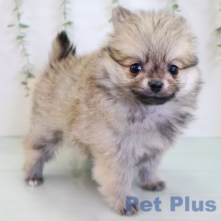 ポメラニアンの写真2