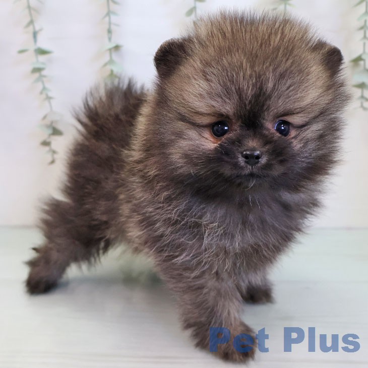 ポメラニアンの写真2