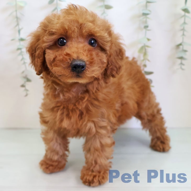 トイ・プードル