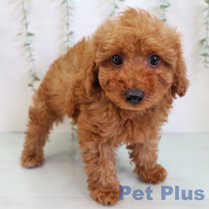 トイ・プードルの写真2