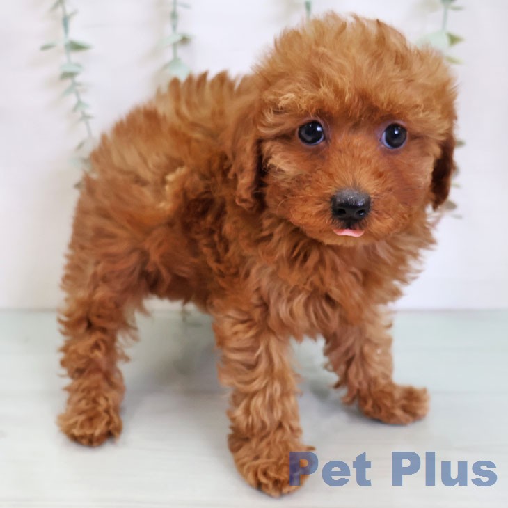 トイ・プードルの写真2