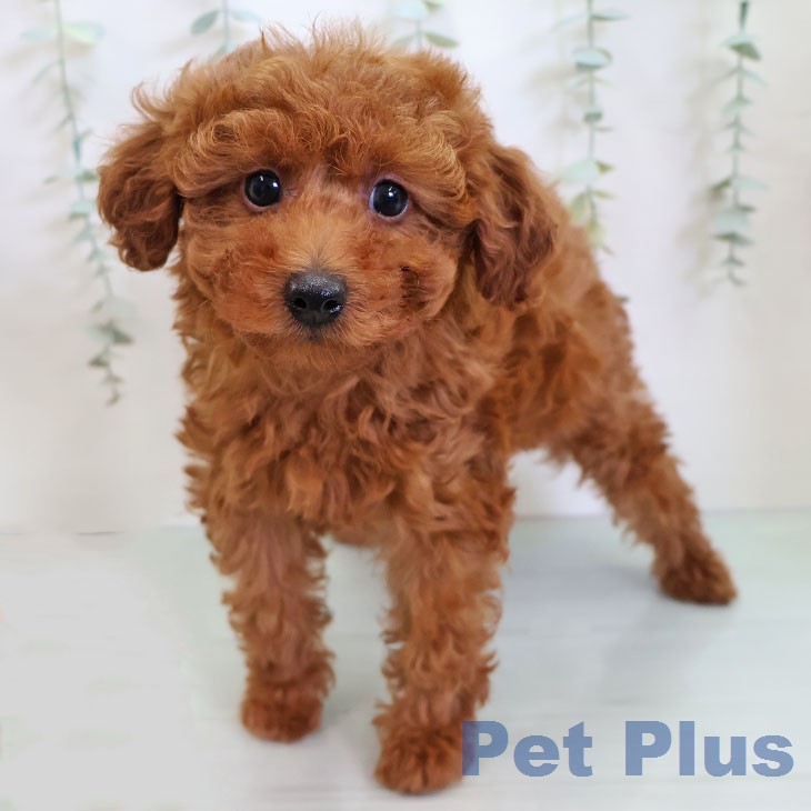 トイ・プードル