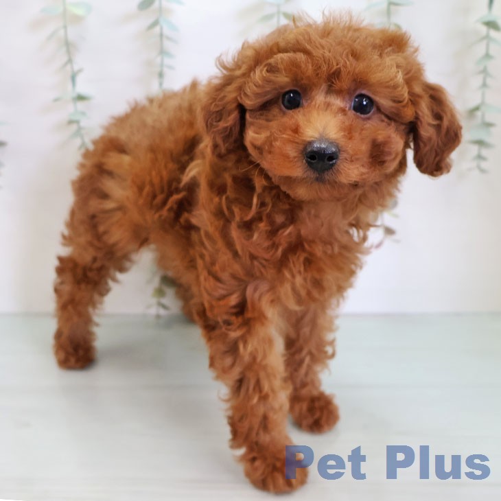 トイ・プードル