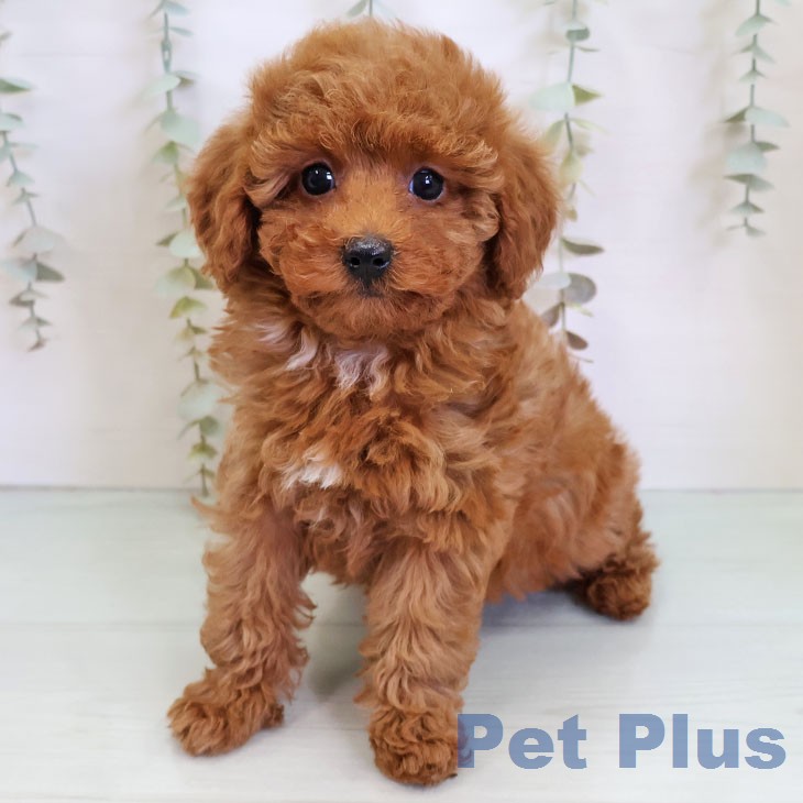 トイ・プードルの写真2