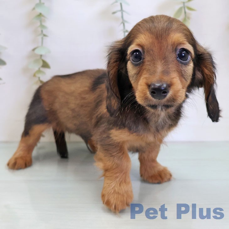 カニーンヘン・ダックスフンド